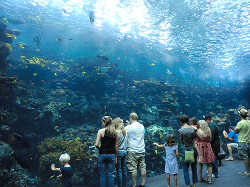Tropical Diver Exhibit