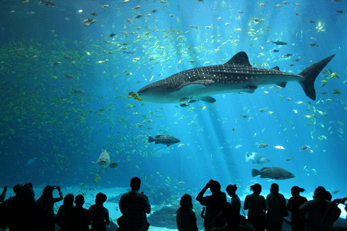 Whale Shark at Georgia Aquarium
