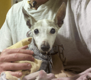 Dooty Morledge.  1996-2013.