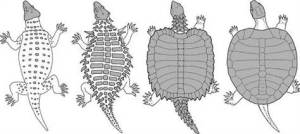 From the Royal Society, a graphic showing how a 2008 fossil discovery demonstrates the link between the modern turtle and its ancient ancestors. Is there a sufficient theological reason to reject mainstream science, or Biblical reason to accept it?