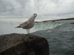 Bird at Niagara Falls