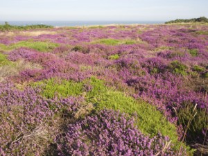 The purple wildflower, heather, covers much of rural Scotland. In early medieval times, a person living among these heather fields, was considered to be a "heathen," or "from the countryside." However, in Christian usage, the term has taken on a number of meanings, sometimes controversial.
