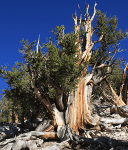 Bristlecone Pine, with tree rings dating back even to thousands of years.