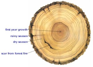 A tree ring sample.